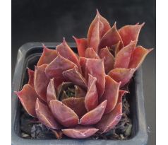 Sempervivum PACIFIC MAJESTY