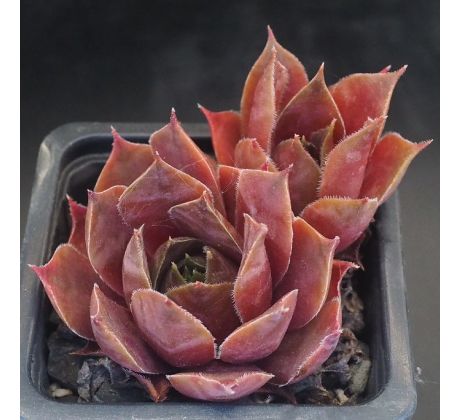 Sempervivum PACIFIC MAJESTY