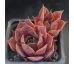 Sempervivum PACIFIC MAJESTY