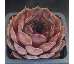 Sempervivum PACIFIC MAYFAIR IMP