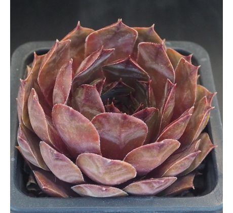 Sempervivum PACIFIC MAYFAIR IMP