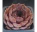 Sempervivum PACIFIC MAYFAIR IMP