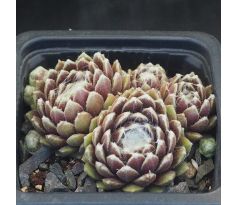 Sempervivum PACIFIC RIM