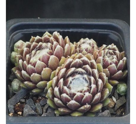 Sempervivum PACIFIC RIM