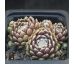 Sempervivum PACIFIC RIM