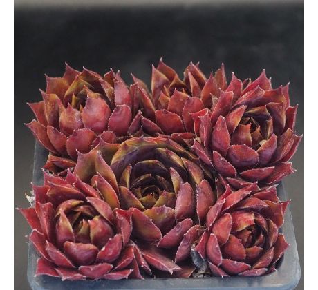 Sempervivum RED CROSS
