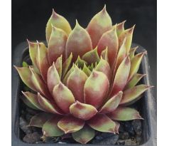 Sempervivum RED  FLUSH