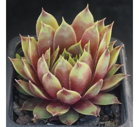 Sempervivum RED  FLUSH