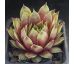 Sempervivum RED  FLUSH