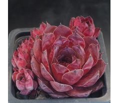 Sempervivum PICK-WICK