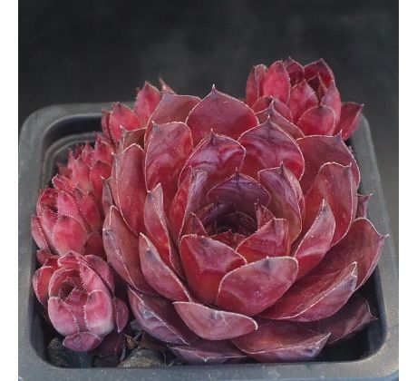 Sempervivum PICK-WICK