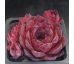 Sempervivum PICK-WICK