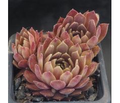 Sempervivum PASSIONATA
