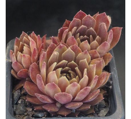 Sempervivum PASSIONATA