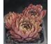 Sempervivum PASSIONATA