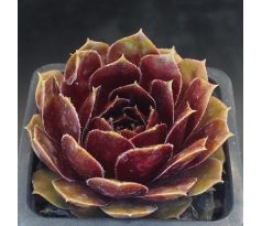 Sempervivum KERSTIN