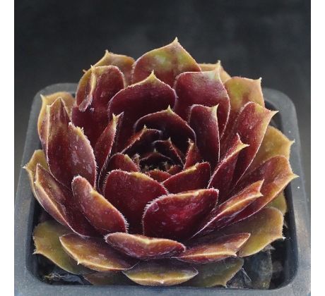 Sempervivum KERSTIN