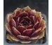 Sempervivum KERSTIN
