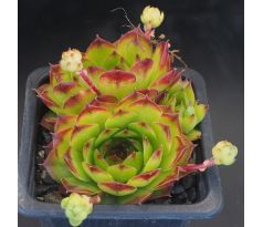 Sempervivum PFÄLZER GIGANT