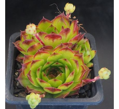 Sempervivum PFÄLZER GIGANT