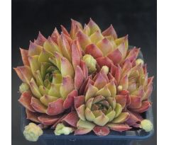Sempervivum LENTEVUUR