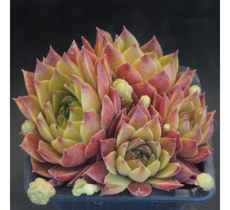 Sempervivum LENTEVUUR