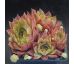 Sempervivum LENTEVUUR