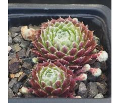 Sempervivum PFÄLZER TRÄUBCHEN