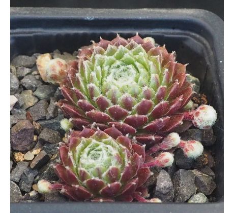 Sempervivum PFÄLZER TRÄUBCHEN