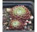 Sempervivum PFÄLZER TRÄUBCHEN