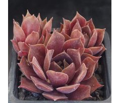 Sempervivum LYNN`S CHOICE