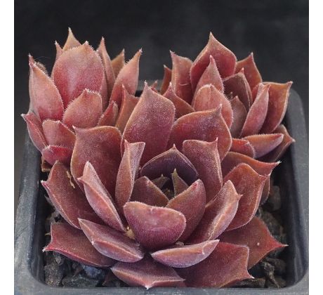 Sempervivum LYNN`S CHOICE
