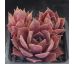 Sempervivum LYNN`S CHOICE
