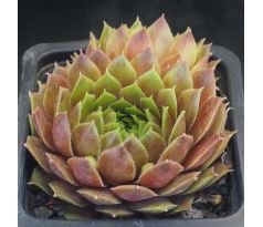 Sempervivum MAGIC SPELL