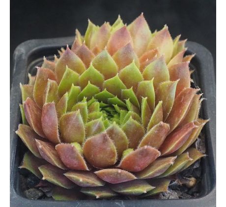 Sempervivum MAGIC SPELL