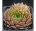 Sempervivum MAGIC SPELL