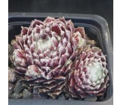 Sempervivum MAJESTIC
