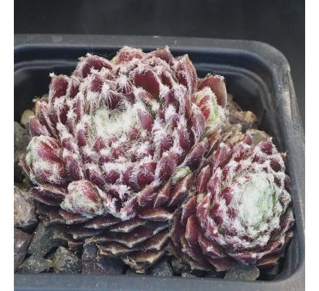 Sempervivum MAJESTIC