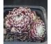 Sempervivum MAJESTIC
