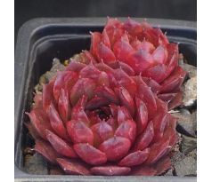 Sempervivum CHANTELL
