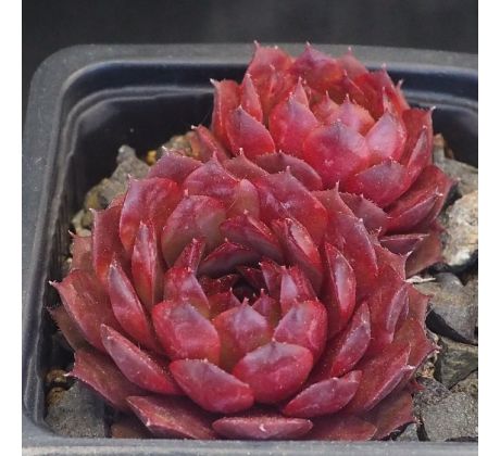 Sempervivum CHANTELL