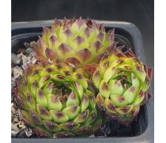 Sempervivum MALBY`S