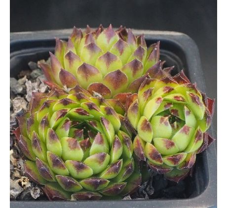 Sempervivum MALBY`S