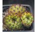 Sempervivum MALBY`S