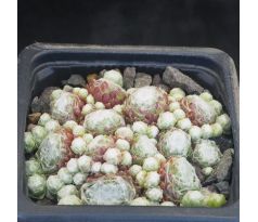 Sempervivum MANURO