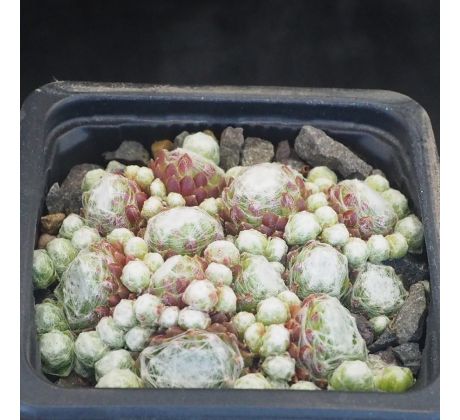 Sempervivum MANURO