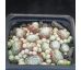 Sempervivum MANURO
