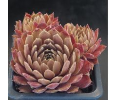 Sempervivum MAREA