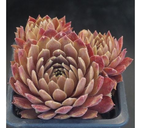 Sempervivum MAREA