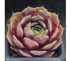 Sempervivum MARY ANN